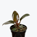Philodendron ‘Black Cardinal’