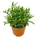 Coral Cactus (Rhipsalis cereuscula)