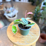 Hoya carnosa 'Tricolour' - 4" pot