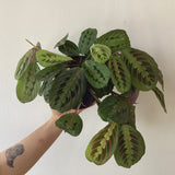 Prayer Plant (Maranta leuconeura)
