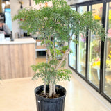 Polyscias fruticosa (Ming Aralia)