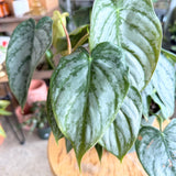 Philodendron brantianum (Silver Leaf Philodendron) - 6" pot