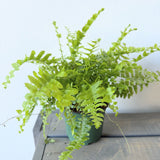 Boston Fern
