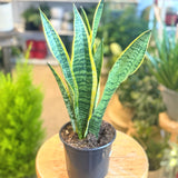 Sansevieria Laurentii (Snake Plant) - 6" pot