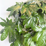 Japanese Aralia (Fatsia japonica) - 10" pot