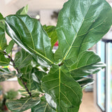 Ficus Lyrata (Fiddle Leaf Fig) Standard - 10" pot