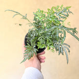 Silver Lace Fern (Pteris straminea)- 4" pot