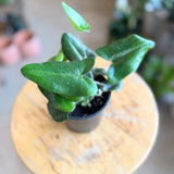 Heart Fern (Hemionitis arifolia) - 4" pot