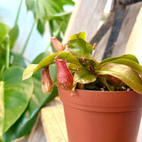 Nepenthes "Lady Luck" (Pitcher Plant) - 4" pot