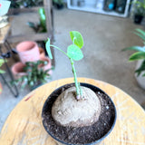 Stephania Eerecta - 4" pot