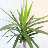 Spineless Yucca (Yucca gigantea) - 10" pot