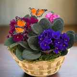 Basket with African violets and butterflies on a wooden surface