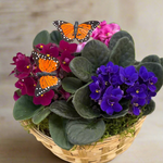 Basket of African violets with butterflies on a wooden surface