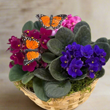 Basket of African violets with butterflies on a wooden surface