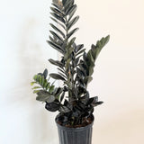 Zamioculcas zamiifolia 'Raven' (Raven ZZ Plant) - 10" pot