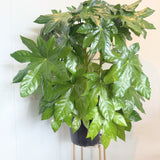 Japanese Aralia (Fatsia japonica) - 10" pot