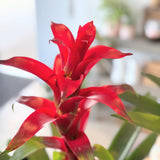 Bromeliad