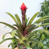 Bromeliad