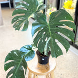 Thai Constellation Monstera Deliciosa - 6” pot