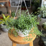String of Dolphins (Senecio peregrinus) - 6" pot