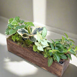 Wooden planter with green plants on a neutral background