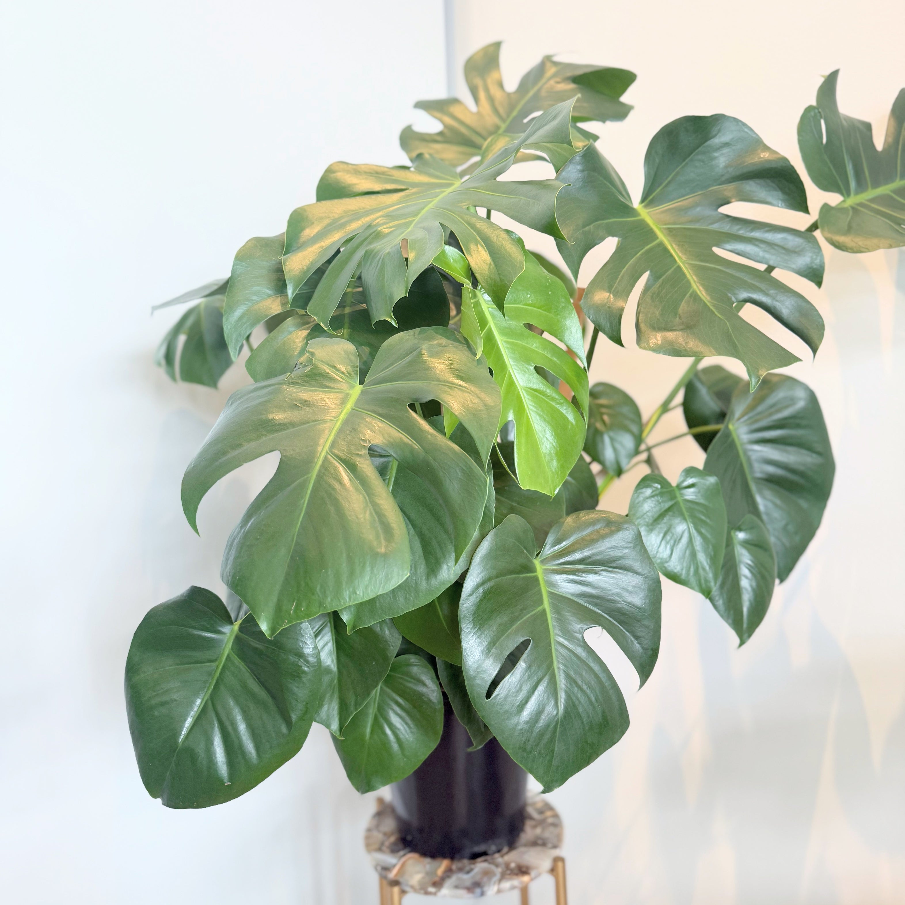 monstera deliciosa 10 in pot Monstera Deliciosa