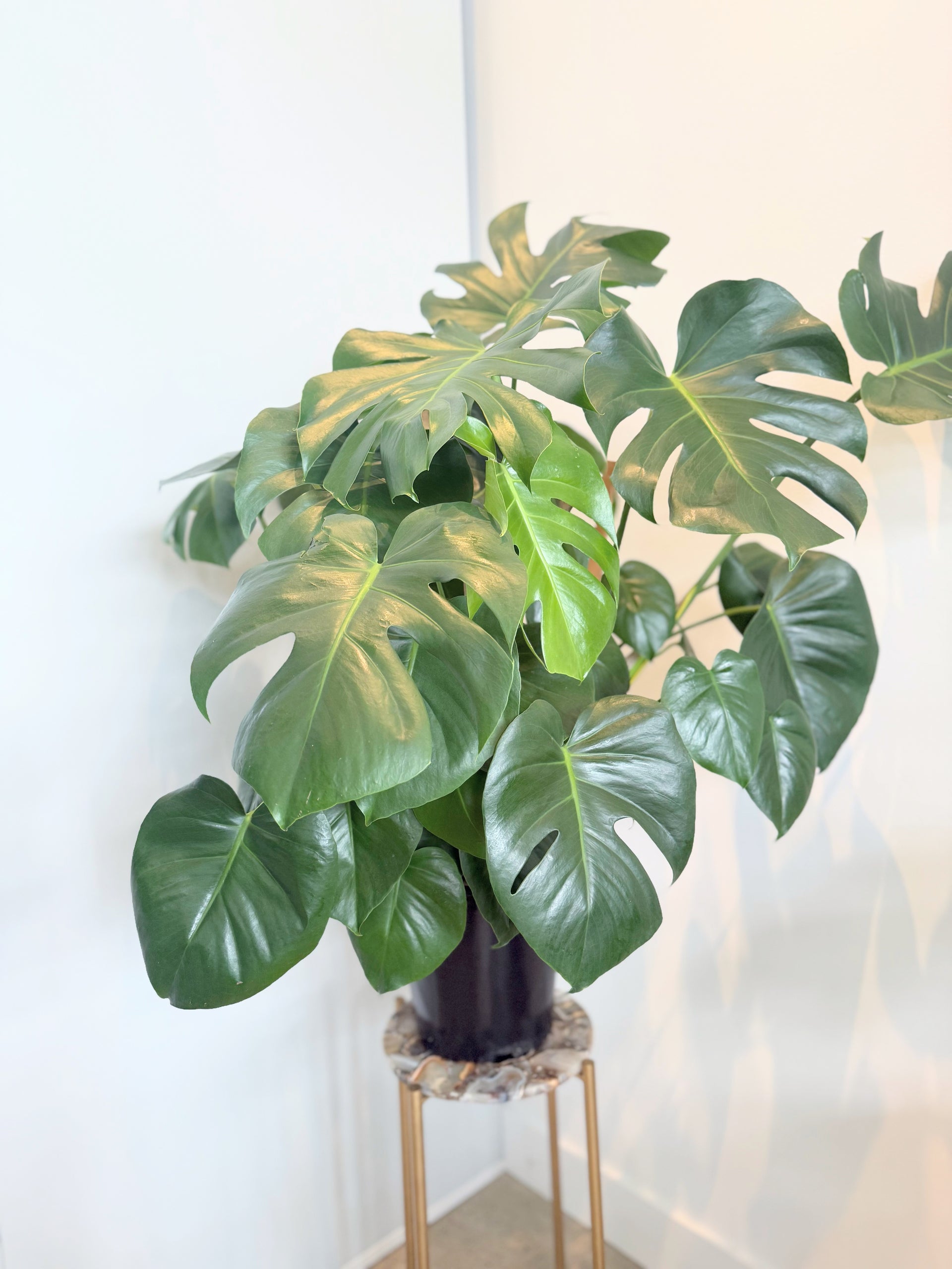 Monstera Deliciosa