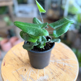 Heart Fern (Hemionitis arifolia) - 4" pot