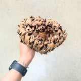 Dried Artichokes