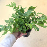Japanese Holly Fern (Cyrtomium falcatum) - 4" pot