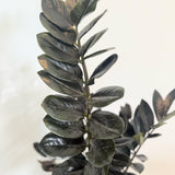Zamioculcas zamiifolia 'Raven' (Raven ZZ Plant) - 10" pot
