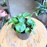 Peperomia Glabella - 4" pot