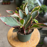 Peperomia 'Ginny' (Peperomia clusiifolia) - 6" pot