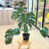 Thai Constellation Monstera Deliciosa - 6” pot