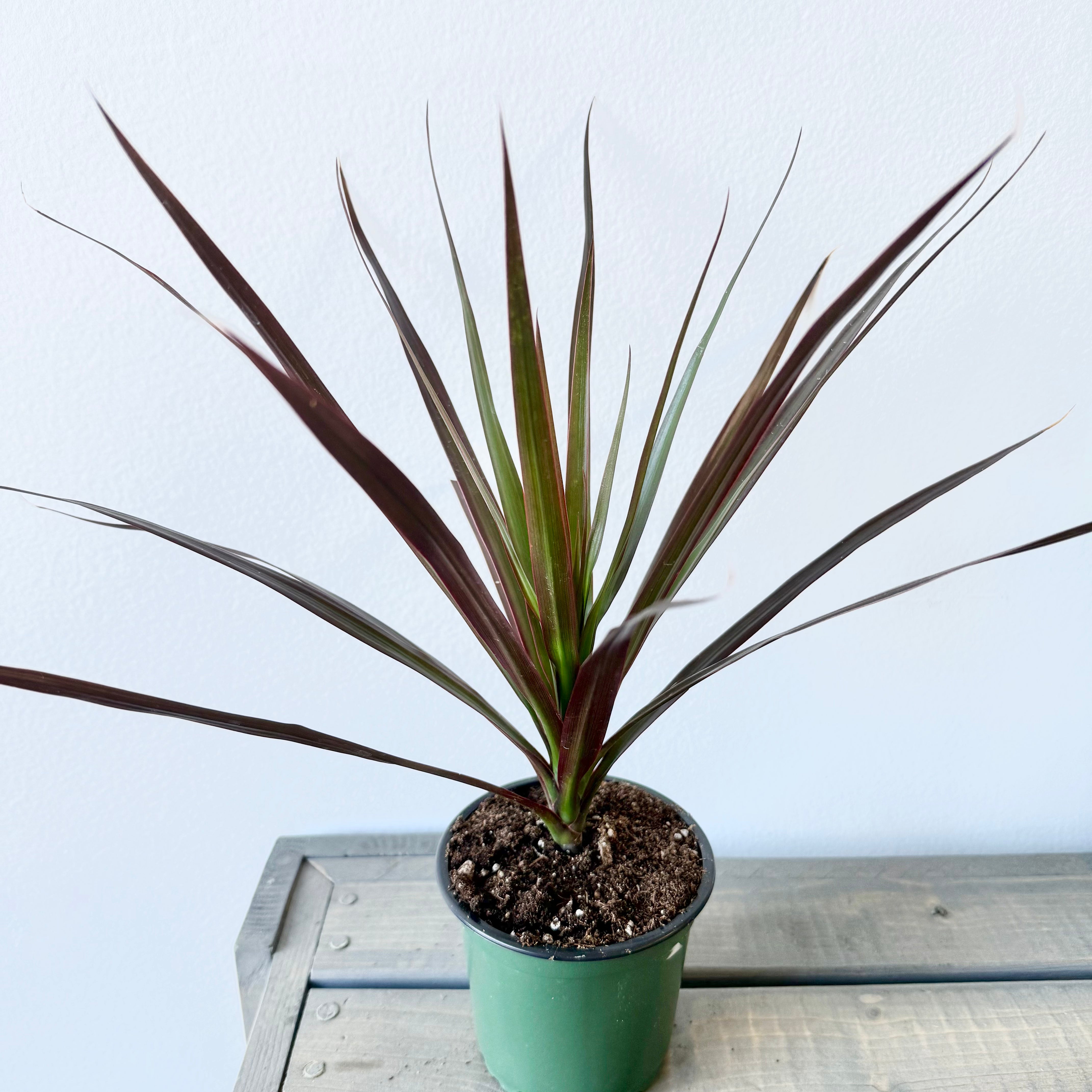 dracaena red Red Dragon Tree (Dracaena marginata Magenta)