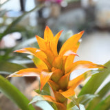 Bromeliad