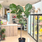 Ficus Lyrata (Fiddle Leaf Fig) Standard - 10" pot