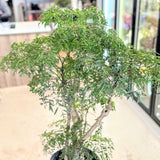 Polyscias fruticosa (Ming Aralia)