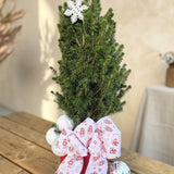 O Tannenbaum Planter
