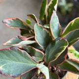 Peperomia 'Ginny' (Peperomia clusiifolia) - 6" pot