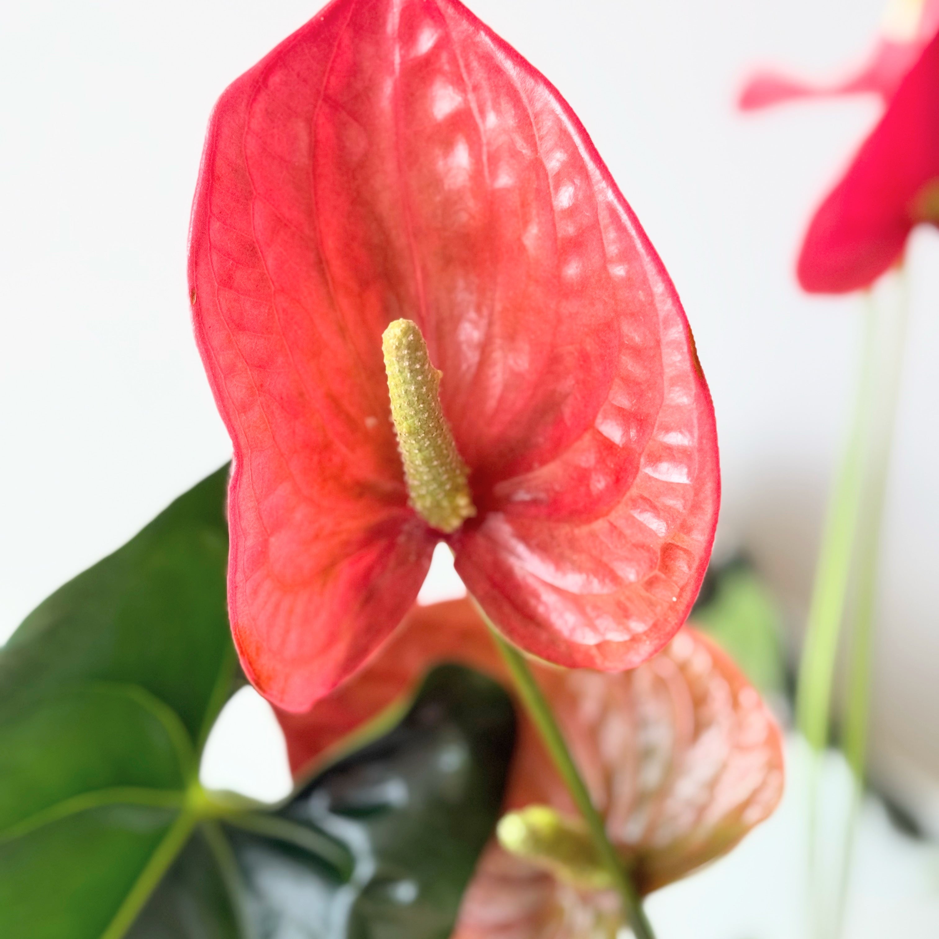 anthurium definition Anthurium Plant – TwinFlower Studio