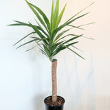 Spineless Yucca (Yucca gigantea) - 10" pot