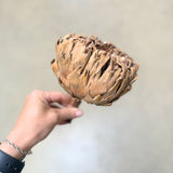Dried Artichokes