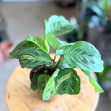 Maranta Kerchovaena Varieg. (Variegated Prayer Plant) - 4" pot