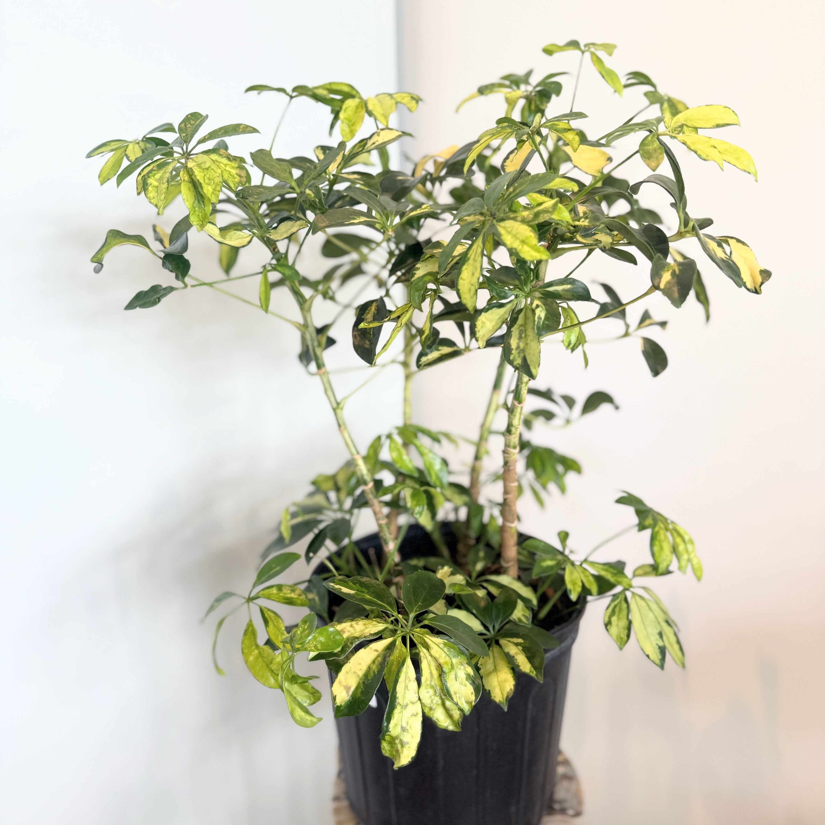 schefflera arboricola fertilizer Umbrella Tree (Schefflera arboricola)- 10" pot – TwinFlower Studio