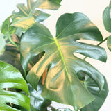 Monstera Deliciosa - 10" pot