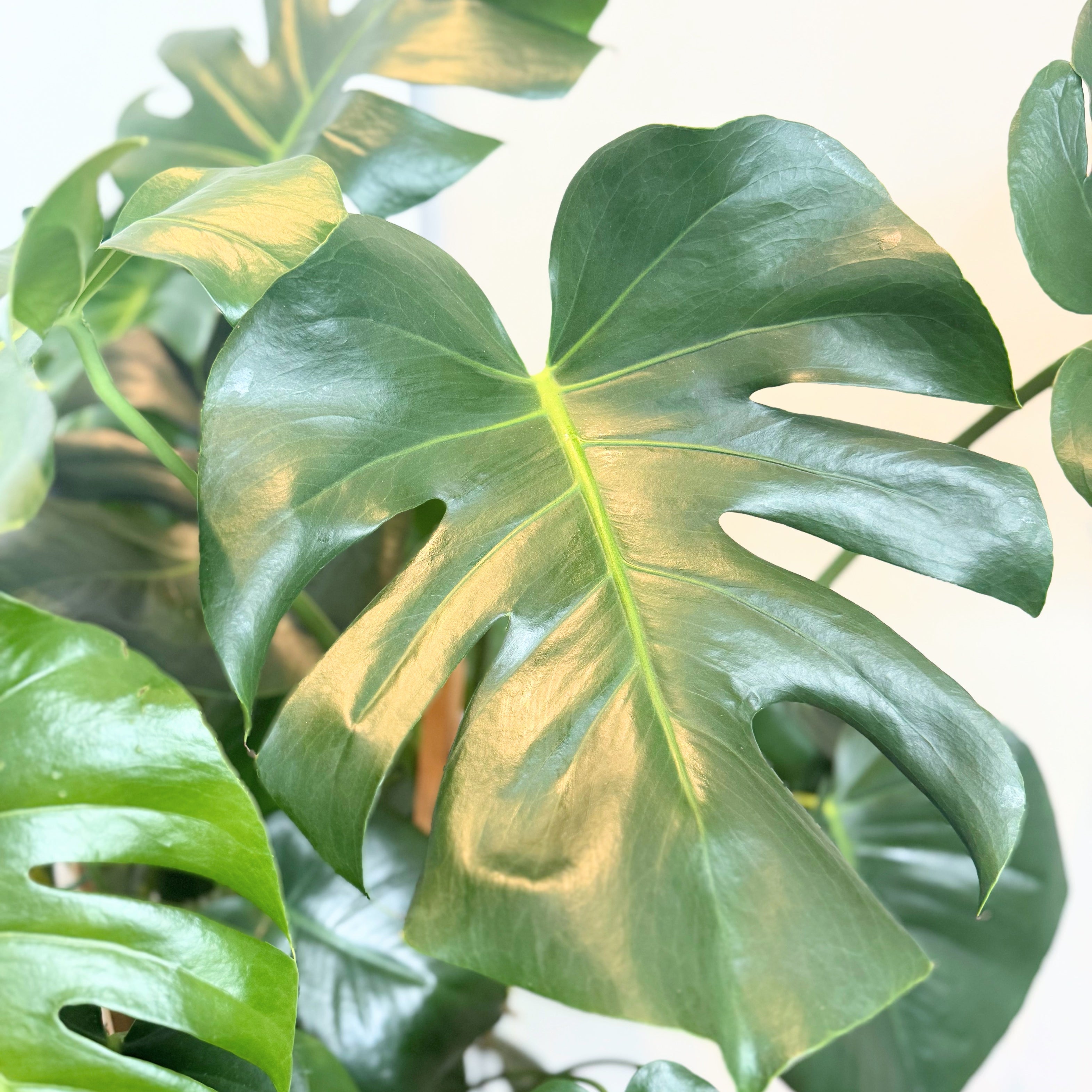 10 inch monstera Monstera Deliciosa