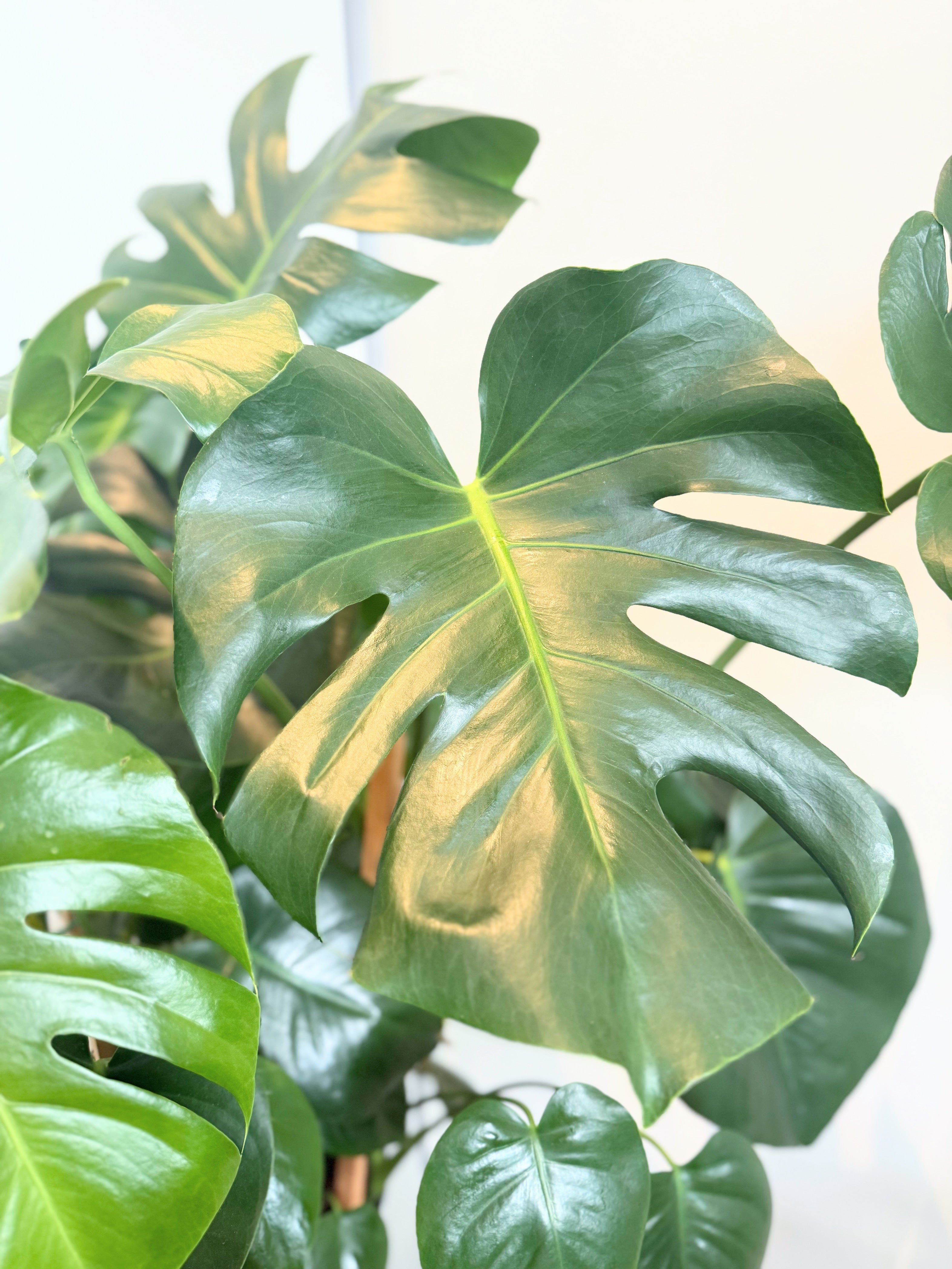 monstera deliciosa edmonton Monstera Deliciosa