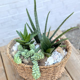 Desert Bloom – Custom Succulent & Cacti Arrangement