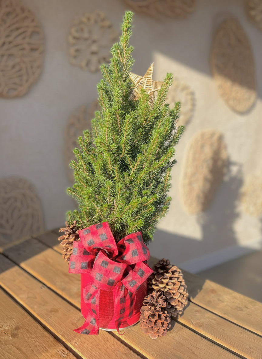Small evergreen tree with a red bow and pine cone on a wooden surface outside a store.